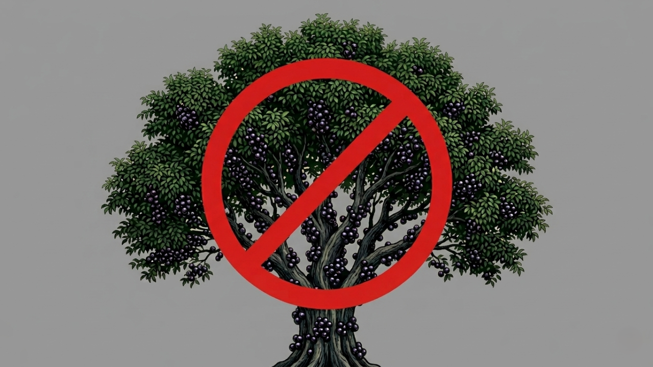 Come-cotas, a jaboticaba tributária que eu simplesmente odeio